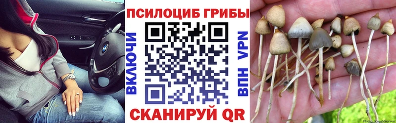 купить  сайты  Апшеронск  Псилоцибиновые грибы Psilocybe 